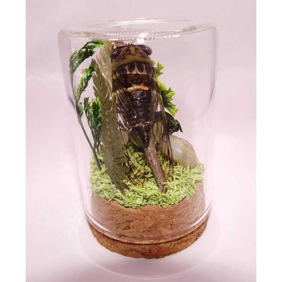 Cicada June Bug Snail Shell Luna Moth Wing Dried Flowers Oddity Jar taxidermy - Picture 6 of 14
